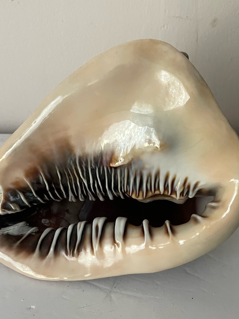 Horned Queens Helmet Conch Sea Shell Massive Teeth 6.5-7” Nautical